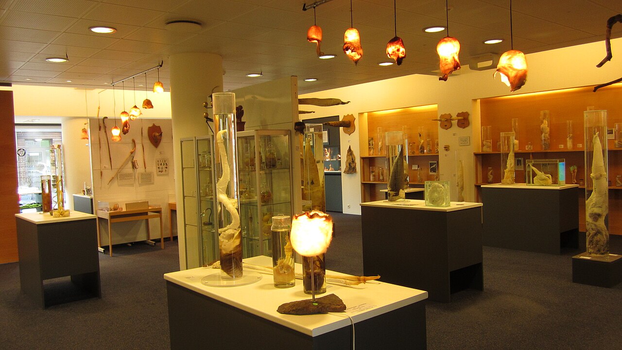 Icelandic Phallological Museum